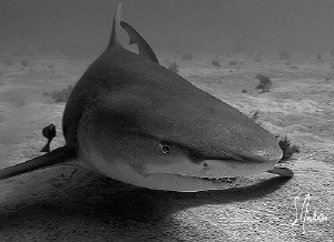 This image of a lazy Lemon Shark was taken at Tiger Beach. by Steven Anderson 
